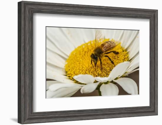 USA, Colorado, Jefferson County. Honey Bee on Daisy Blossom-Cathy & Gordon Illg-Framed Photographic Print