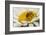 USA, Colorado, Jefferson County. Honey Bee on Daisy Blossom-Cathy & Gordon Illg-Framed Photographic Print