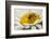 USA, Colorado, Jefferson County. Honey Bee on Daisy Blossom-Cathy & Gordon Illg-Framed Photographic Print