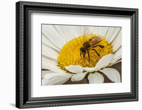 USA, Colorado, Jefferson County. Honey Bee on Daisy Blossom-Cathy & Gordon Illg-Framed Photographic Print