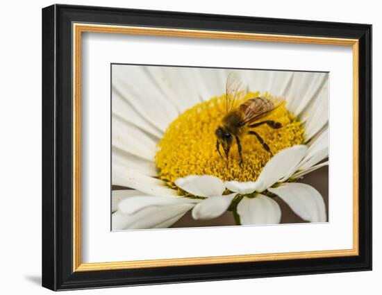 USA, Colorado, Jefferson County. Honey Bee on Daisy Blossom-Cathy & Gordon Illg-Framed Photographic Print