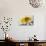 USA, Colorado, Jefferson County. Honey Bee on Daisy Blossom-Cathy & Gordon Illg-Photographic Print displayed on a wall
