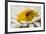 USA, Colorado, Jefferson County. Honey Bee on Daisy Blossom-Cathy & Gordon Illg-Framed Photographic Print