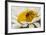 USA, Colorado, Jefferson County. Honey Bee on Daisy Blossom-Cathy & Gordon Illg-Framed Photographic Print