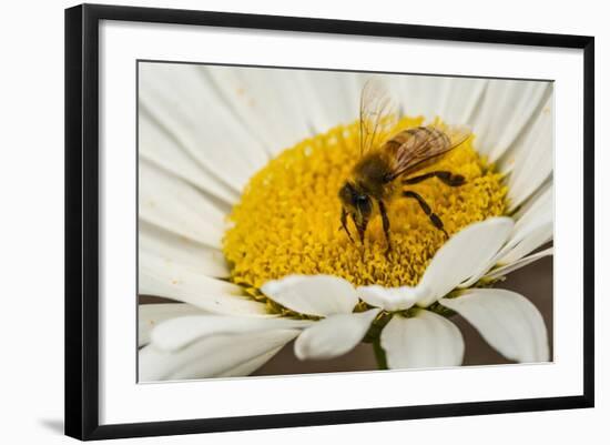 USA, Colorado, Jefferson County. Honey Bee on Daisy Blossom-Cathy & Gordon Illg-Framed Photographic Print