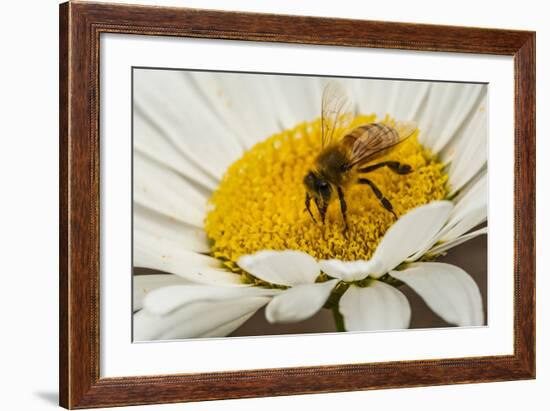 USA, Colorado, Jefferson County. Honey Bee on Daisy Blossom-Cathy & Gordon Illg-Framed Photographic Print