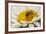 USA, Colorado, Jefferson County. Honey Bee on Daisy Blossom-Cathy & Gordon Illg-Framed Photographic Print