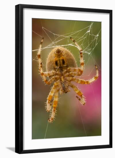 USA, Colorado, Jefferson County. Orb-Weaver Spider Close-up-Cathy & Gordon Illg-Framed Photographic Print