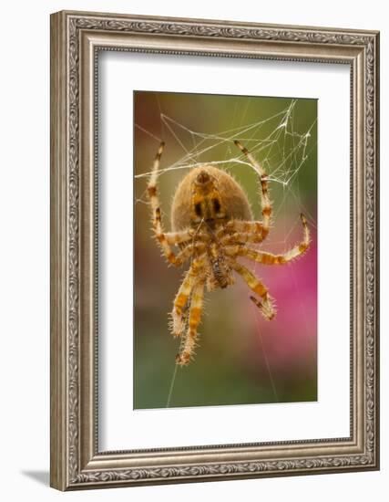 USA, Colorado, Jefferson County. Orb-Weaver Spider Close-up-Cathy & Gordon Illg-Framed Photographic Print