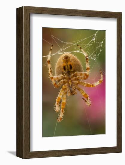 USA, Colorado, Jefferson County. Orb-Weaver Spider Close-up-Cathy & Gordon Illg-Framed Photographic Print