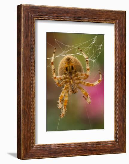 USA, Colorado, Jefferson County. Orb-Weaver Spider Close-up-Cathy & Gordon Illg-Framed Photographic Print