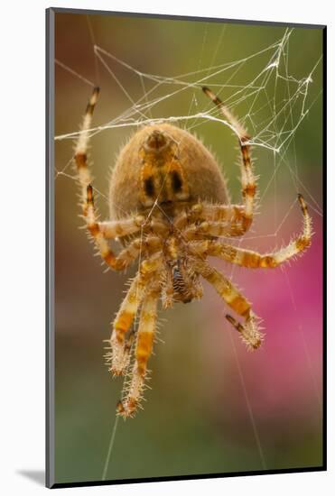 USA, Colorado, Jefferson County. Orb-Weaver Spider Close-up-Cathy & Gordon Illg-Mounted Photographic Print