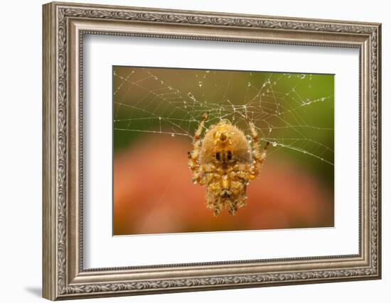 USA, Colorado, Jefferson County. Orb-Weaver Spider on Web-Cathy & Gordon Illg-Framed Photographic Print