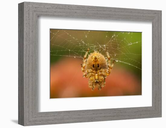 USA, Colorado, Jefferson County. Orb-Weaver Spider on Web-Cathy & Gordon Illg-Framed Photographic Print