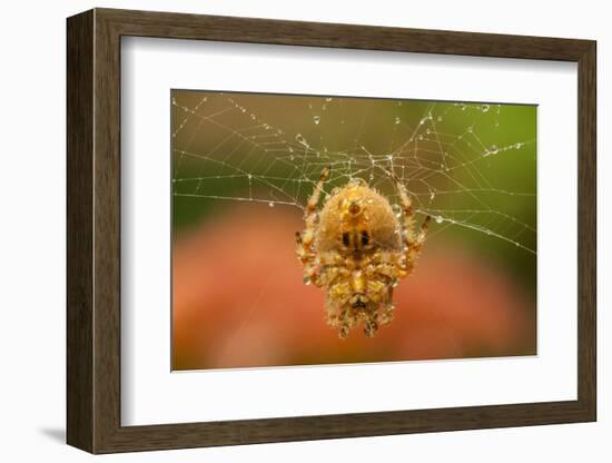 USA, Colorado, Jefferson County. Orb-Weaver Spider on Web-Cathy & Gordon Illg-Framed Photographic Print