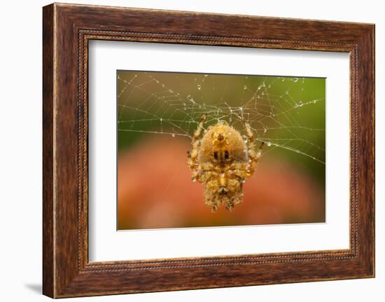 USA, Colorado, Jefferson County. Orb-Weaver Spider on Web-Cathy & Gordon Illg-Framed Photographic Print