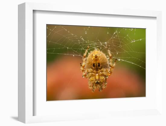 USA, Colorado, Jefferson County. Orb-Weaver Spider on Web-Cathy & Gordon Illg-Framed Photographic Print