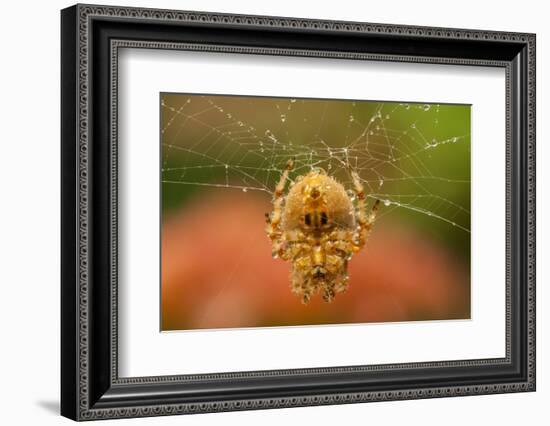 USA, Colorado, Jefferson County. Orb-Weaver Spider on Web-Cathy & Gordon Illg-Framed Photographic Print