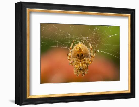 USA, Colorado, Jefferson County. Orb-Weaver Spider on Web-Cathy & Gordon Illg-Framed Photographic Print