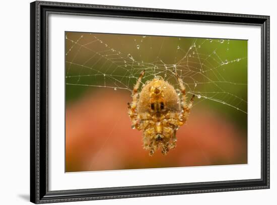 USA, Colorado, Jefferson County. Orb-Weaver Spider on Web-Cathy & Gordon Illg-Framed Photographic Print