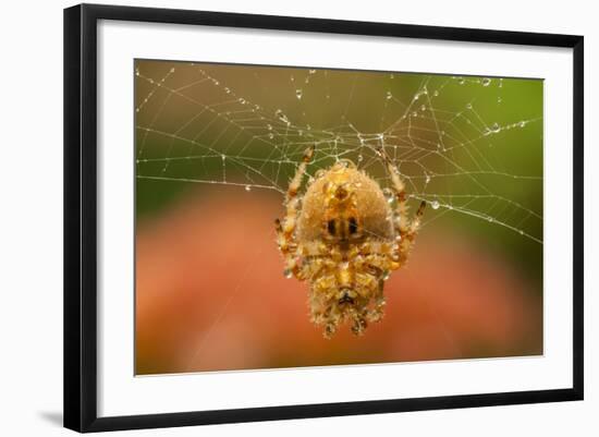 USA, Colorado, Jefferson County. Orb-Weaver Spider on Web-Cathy & Gordon Illg-Framed Photographic Print