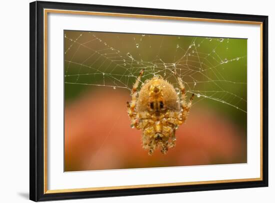 USA, Colorado, Jefferson County. Orb-Weaver Spider on Web-Cathy & Gordon Illg-Framed Photographic Print