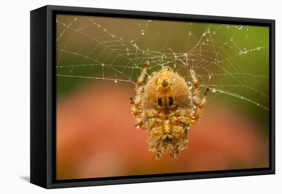 USA, Colorado, Jefferson County. Orb-Weaver Spider on Web-Cathy & Gordon Illg-Framed Premier Image Canvas