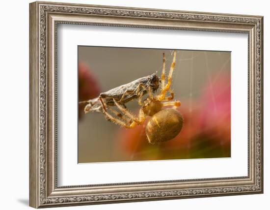 USA, Colorado, Jefferson County. Orb-Weaver Spider with Prey-Cathy & Gordon Illg-Framed Photographic Print