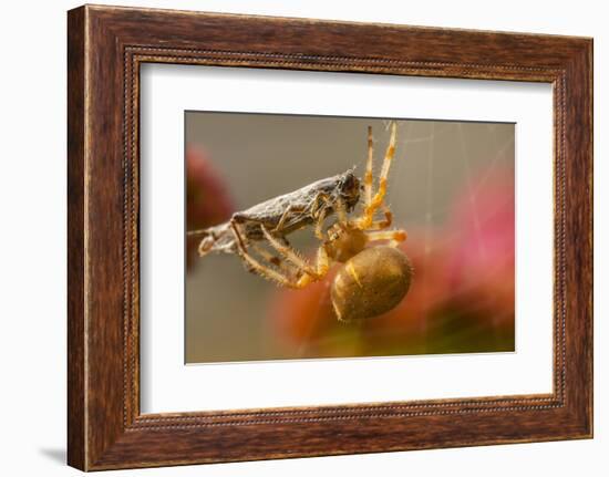 USA, Colorado, Jefferson County. Orb-Weaver Spider with Prey-Cathy & Gordon Illg-Framed Photographic Print