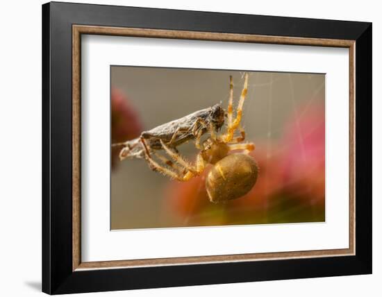 USA, Colorado, Jefferson County. Orb-Weaver Spider with Prey-Cathy & Gordon Illg-Framed Photographic Print