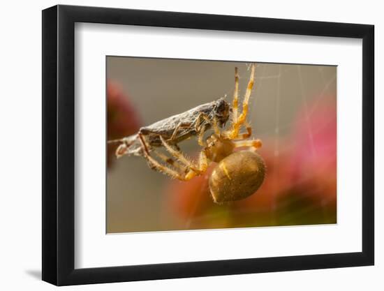 USA, Colorado, Jefferson County. Orb-Weaver Spider with Prey-Cathy & Gordon Illg-Framed Photographic Print