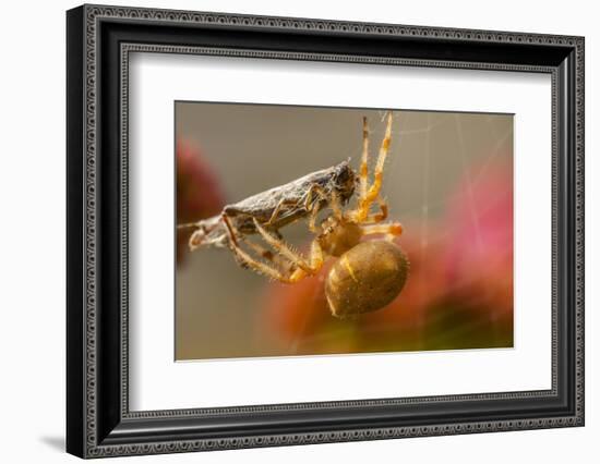 USA, Colorado, Jefferson County. Orb-Weaver Spider with Prey-Cathy & Gordon Illg-Framed Photographic Print