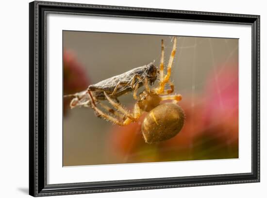 USA, Colorado, Jefferson County. Orb-Weaver Spider with Prey-Cathy & Gordon Illg-Framed Photographic Print