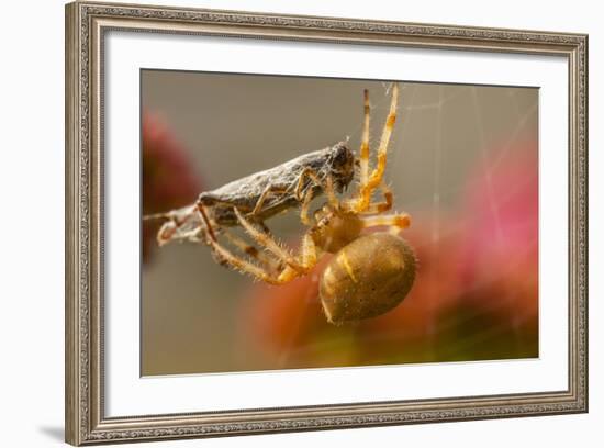 USA, Colorado, Jefferson County. Orb-Weaver Spider with Prey-Cathy & Gordon Illg-Framed Photographic Print