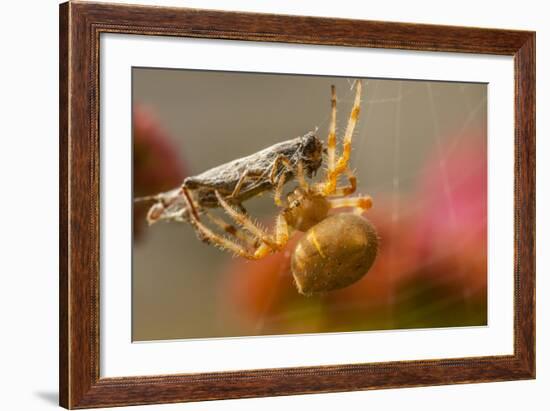 USA, Colorado, Jefferson County. Orb-Weaver Spider with Prey-Cathy & Gordon Illg-Framed Photographic Print