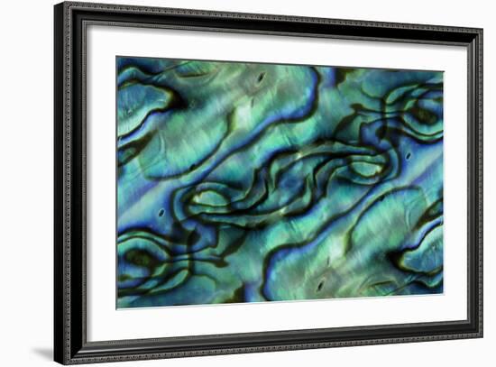 USA, Colorado, Lafayette. Abalone Shell Montage-Jaynes Gallery-Framed Photographic Print