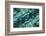 USA, Colorado, Lafayette. Abalone Shell Montage-Jaynes Gallery-Framed Photographic Print