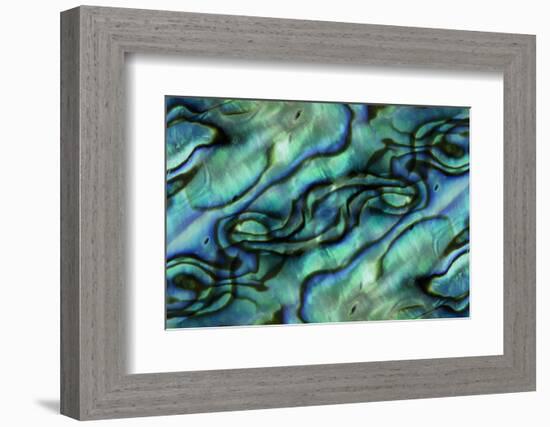 USA, Colorado, Lafayette. Abalone Shell Montage-Jaynes Gallery-Framed Photographic Print