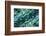 USA, Colorado, Lafayette. Abalone Shell Montage-Jaynes Gallery-Framed Photographic Print