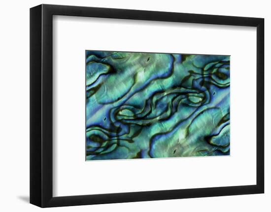 USA, Colorado, Lafayette. Abalone Shell Montage-Jaynes Gallery-Framed Photographic Print