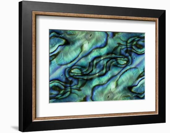 USA, Colorado, Lafayette. Abalone Shell Montage-Jaynes Gallery-Framed Photographic Print