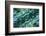 USA, Colorado, Lafayette. Abalone Shell Montage-Jaynes Gallery-Framed Photographic Print