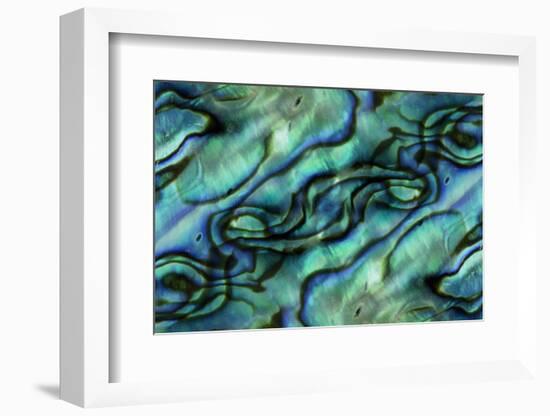 USA, Colorado, Lafayette. Abalone Shell Montage-Jaynes Gallery-Framed Photographic Print