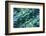 USA, Colorado, Lafayette. Abalone Shell Montage-Jaynes Gallery-Framed Photographic Print