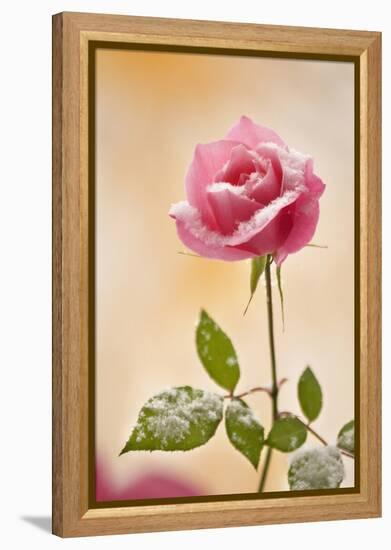 USA, Colorado, Lafayette. Snow Flakes on Pink Rose-Jaynes Gallery-Framed Premier Image Canvas