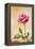 USA, Colorado, Lafayette. Snow Flakes on Pink Rose-Jaynes Gallery-Framed Premier Image Canvas