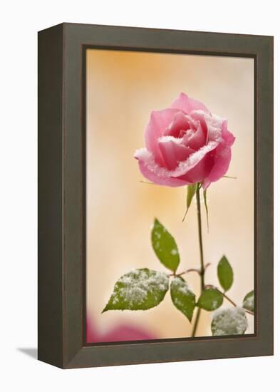 USA, Colorado, Lafayette. Snow Flakes on Pink Rose-Jaynes Gallery-Framed Premier Image Canvas