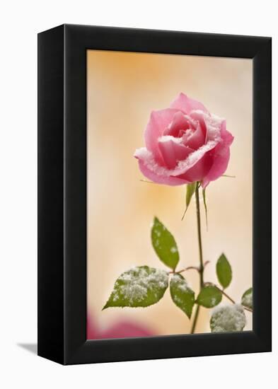 USA, Colorado, Lafayette. Snow Flakes on Pink Rose-Jaynes Gallery-Framed Premier Image Canvas