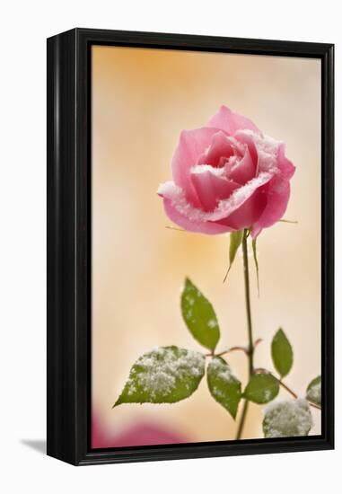 USA, Colorado, Lafayette. Snow Flakes on Pink Rose-Jaynes Gallery-Framed Premier Image Canvas