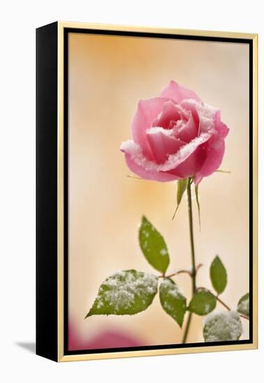 USA, Colorado, Lafayette. Snow Flakes on Pink Rose-Jaynes Gallery-Framed Premier Image Canvas